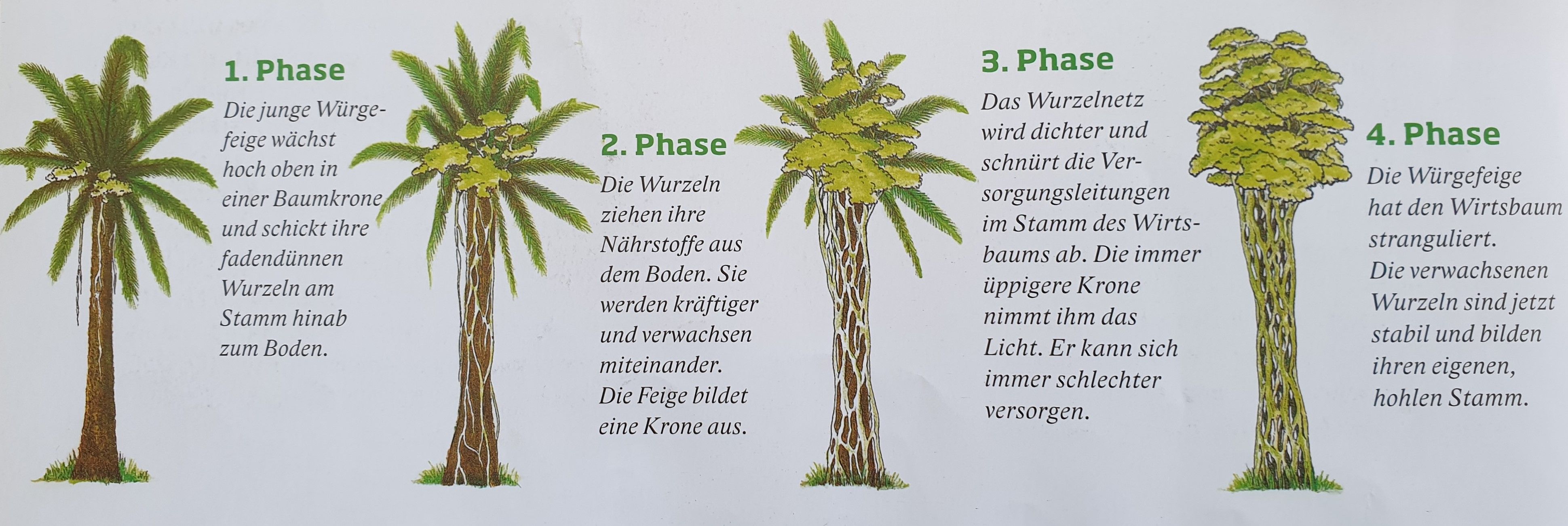 Illustration des Wachstums einer Würgefeige.