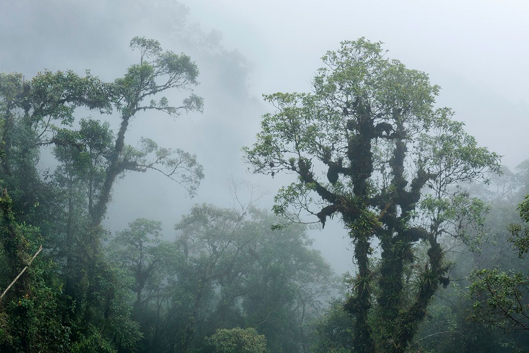 Dichter Nebel im Wolkenwald.