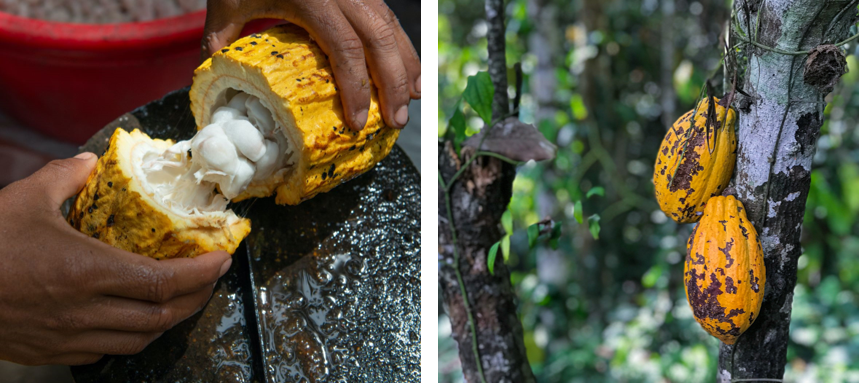 Links: geöffnete Kakao-Frucht. Rechts: Kakao-Früchte am Baum.