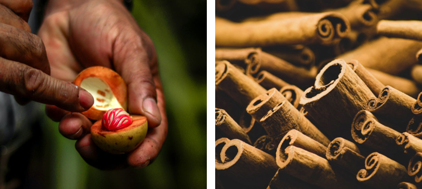 Rechts: Die Frucht des Muskatbaumes. Links: Die typischen Zimstangen, wie wir sie im Laden kaufen.