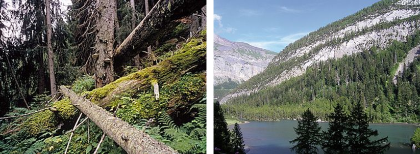 Links: Urwald von Scatlè in Graubünden. Rechst: Der Urwald von Derborence im Wallis.