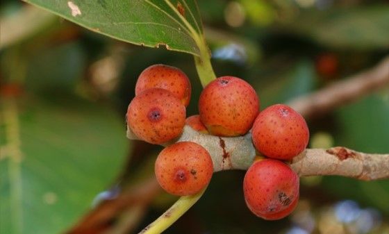 Geschlossene Blütenstände der Würgefeige Ficus benghalensis.