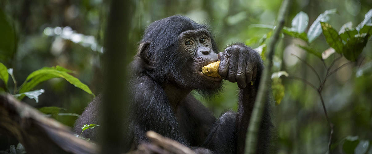 Bonobo im Wald frisst eine Banane.