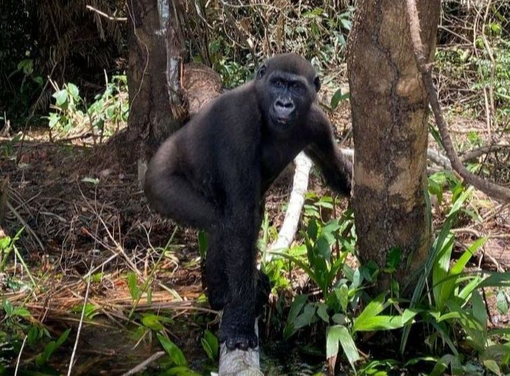 Gorilla, der auf einem dünnen Baumstamm steht.