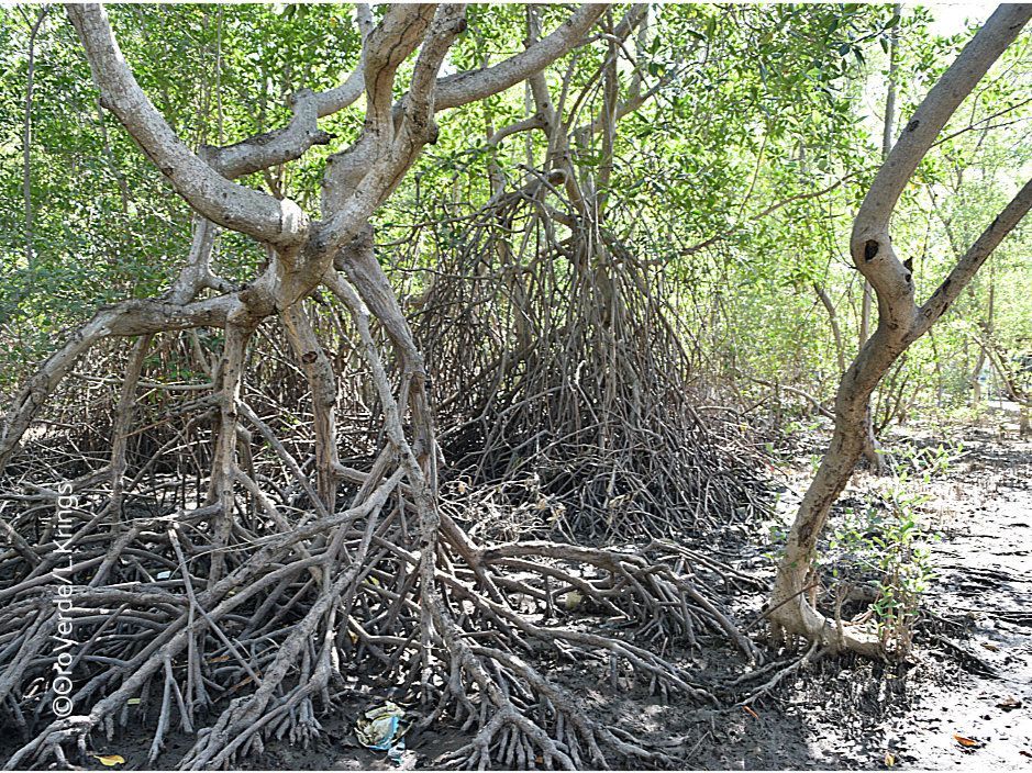 Wurzelgeflecht der Mangroven bei Ebbe.