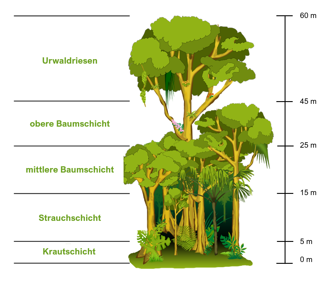 Regenwälder zeichnen sich durch eine vertikale Struktur aus, die aus mehreren Schichten besteht. Dies nennt sich Stockwerkbau.