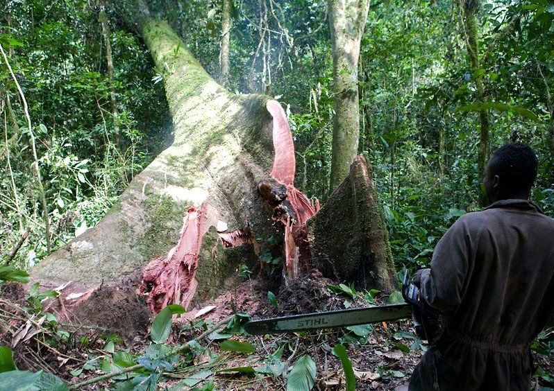 Mann mit Motorsäge vor gefälltem Baum im Kongo.